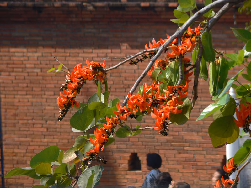 Chiang Mai