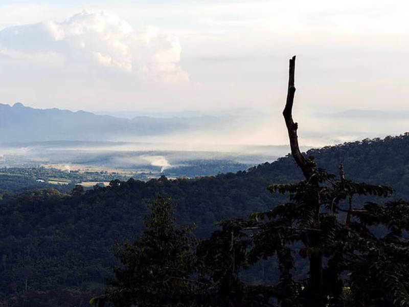 Chae Hom